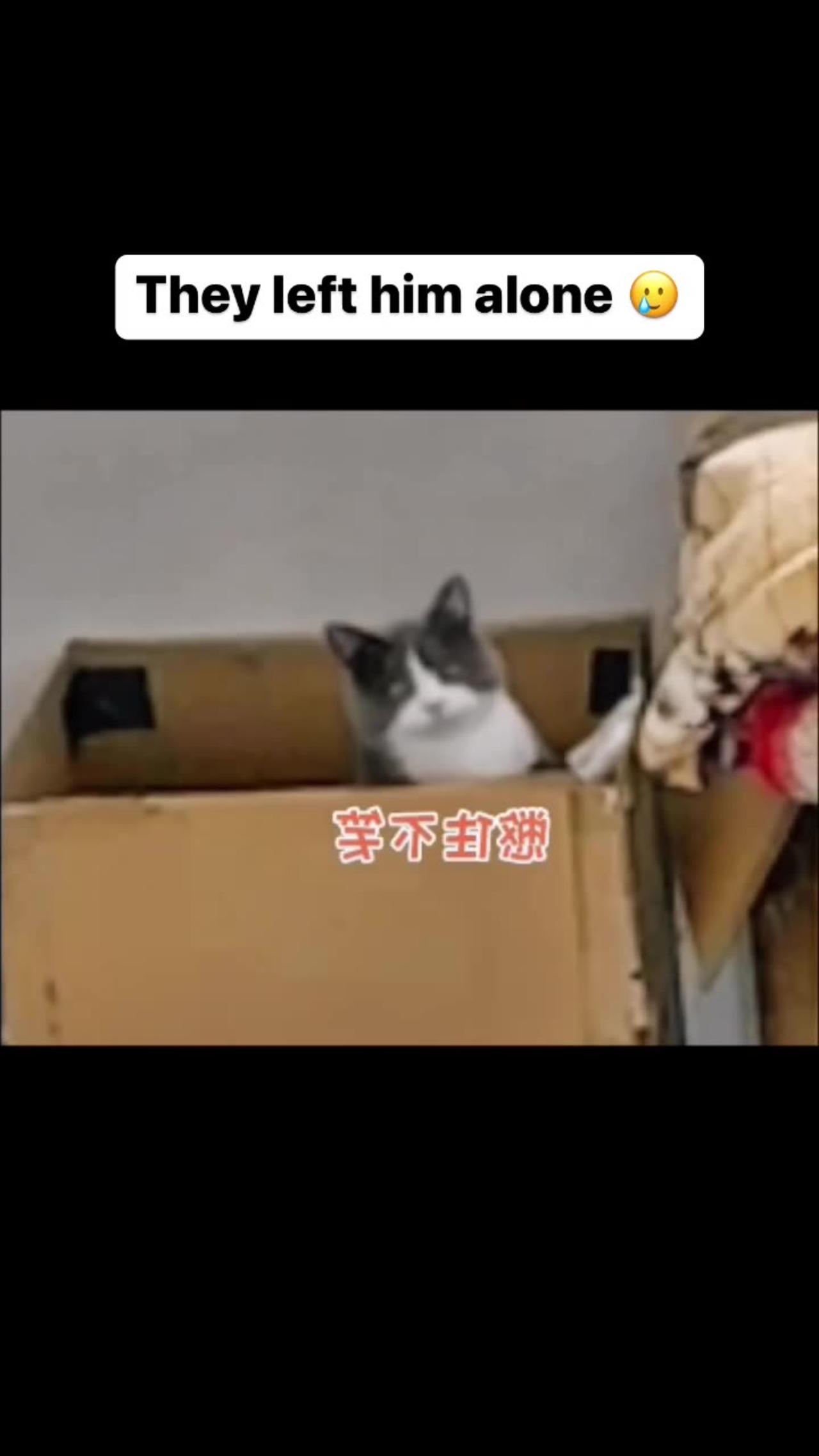 Cat detroyed her owners TV and blamed dog for it? Cats are intelligent ep 4