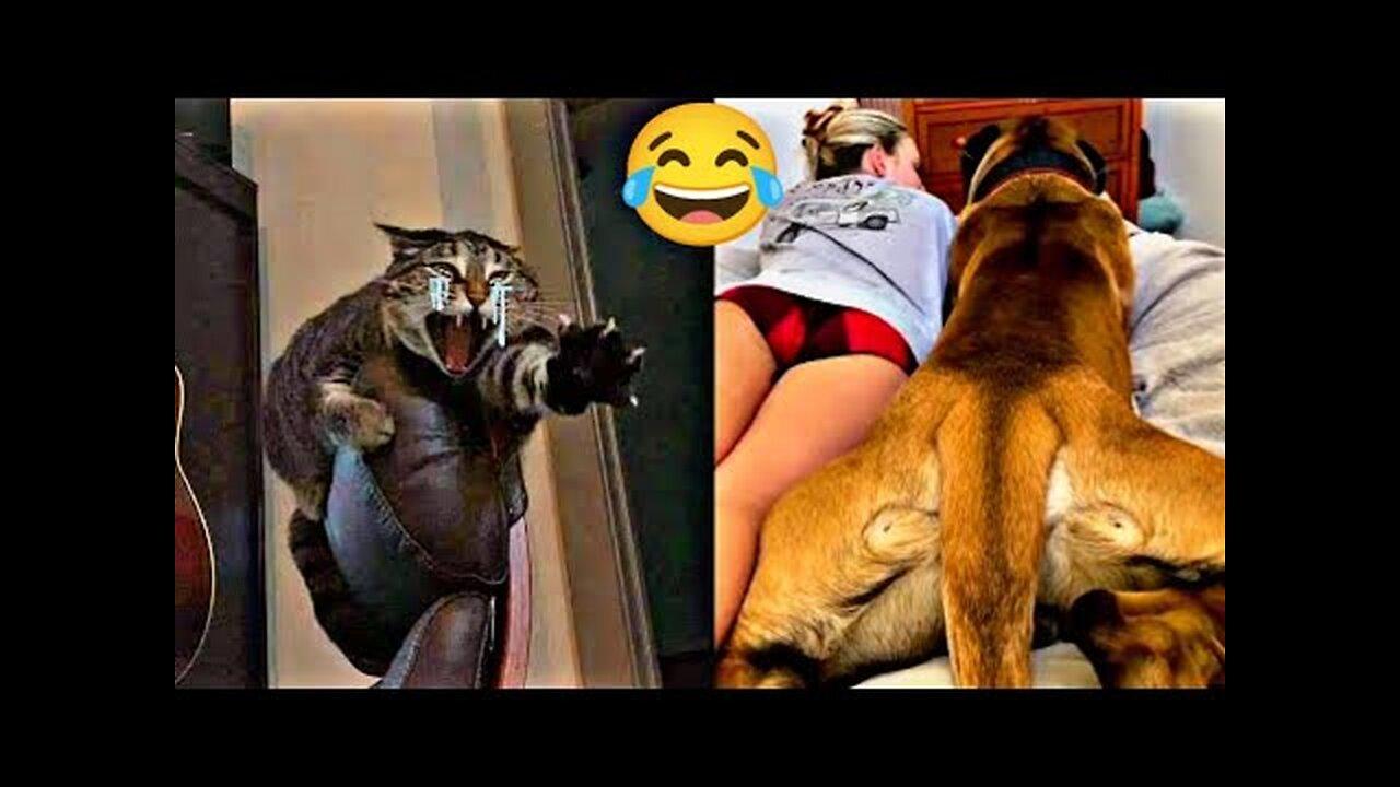 Funny animal Video compilation