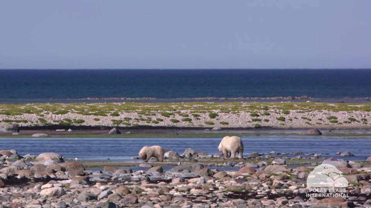 Loss of sea ice puts polar bears at risk: study
