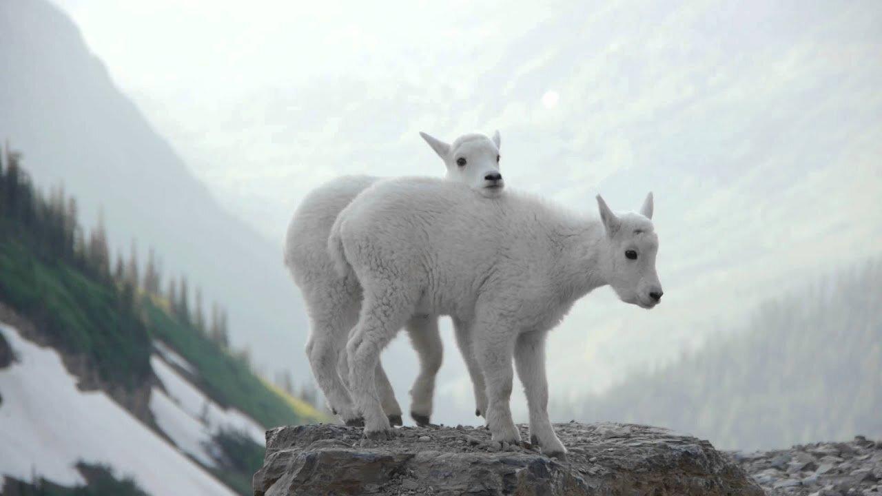 GlacierRaw - Mountain Goat Kids