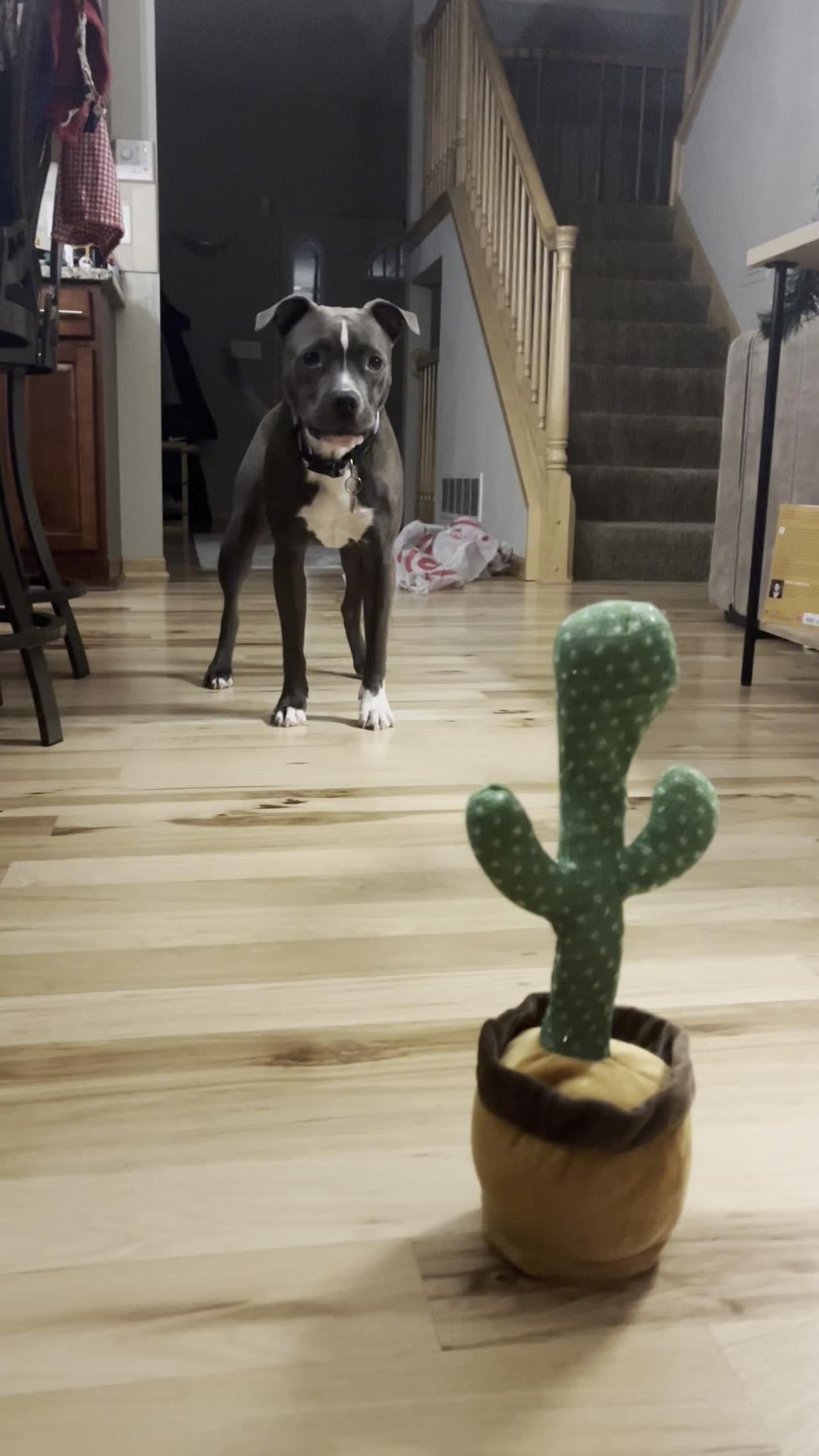 Nervous Pittie Confronts Talking Cactus Toy