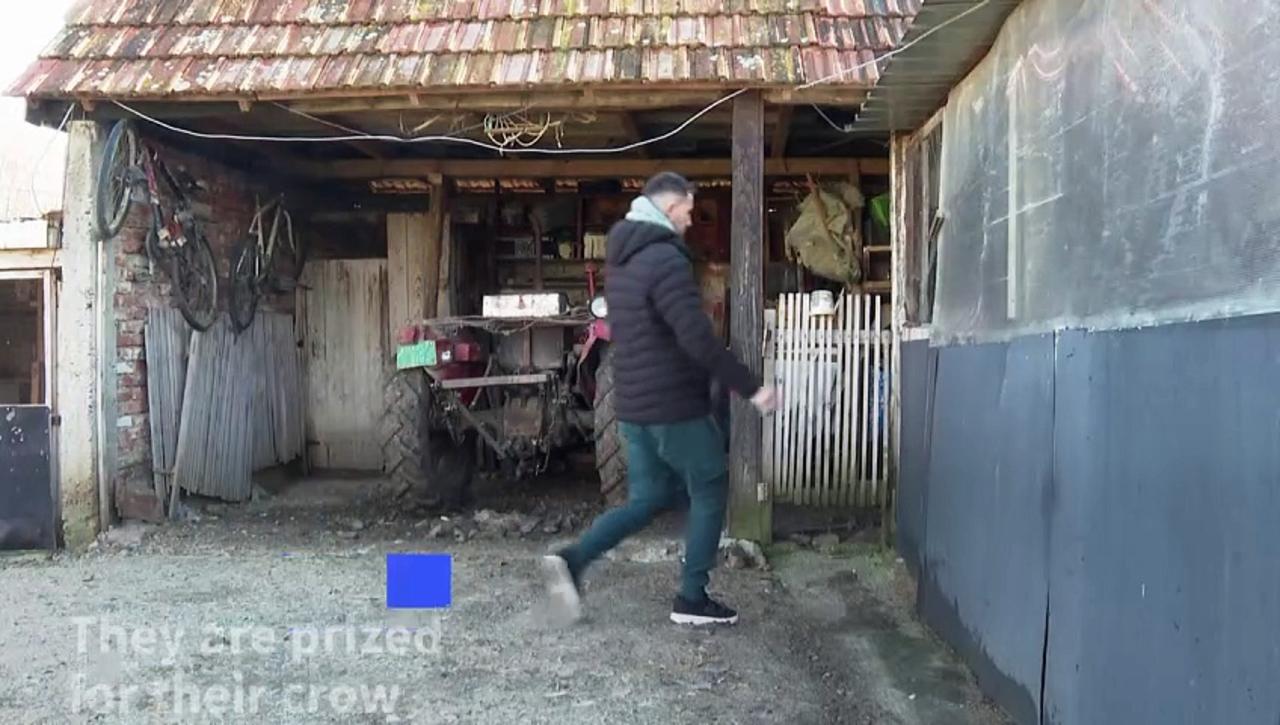 'Kosovo Longcrower': a cockerel with an unusual voice