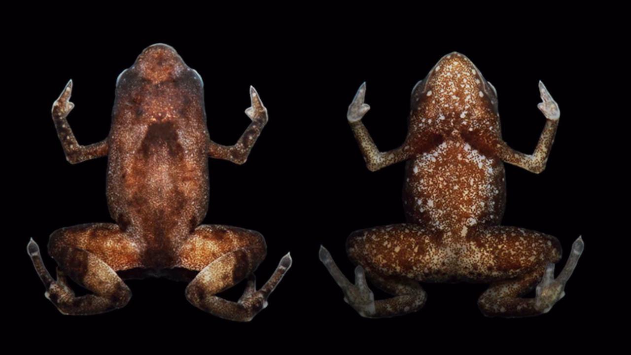 Scientists Confirm Discovering ‘Smallest Frog in the World’ Was No Easy Feat
