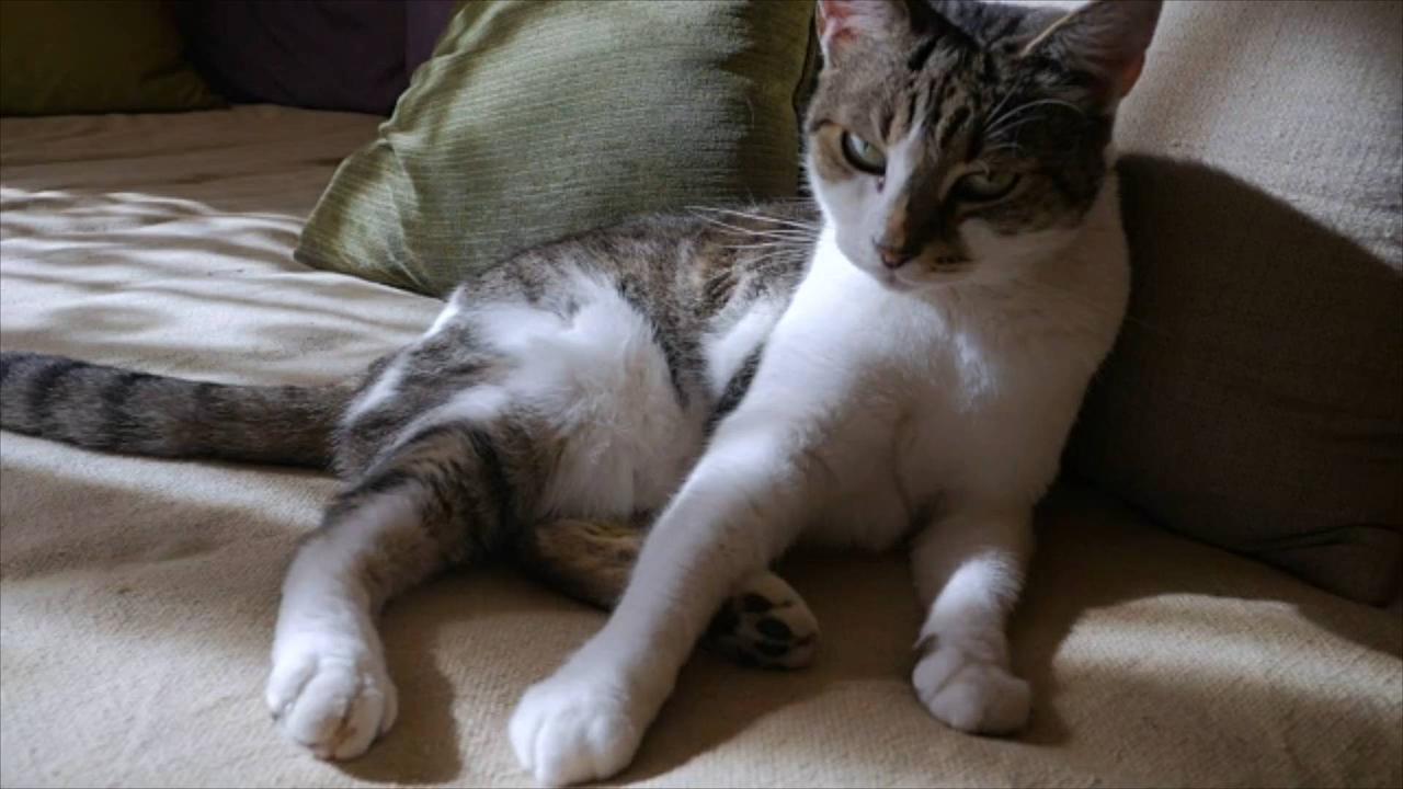 Experts Explain Why Cats Rub Against Their Owners