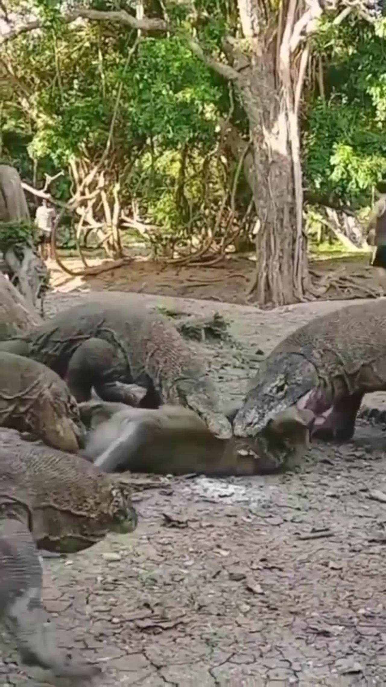 Komodo dragon