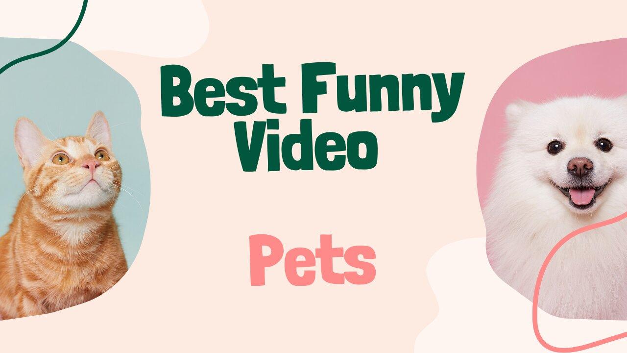 Funniest Animals 😅 New Funny Cats and Dogs Videos Compilation 😹🐶