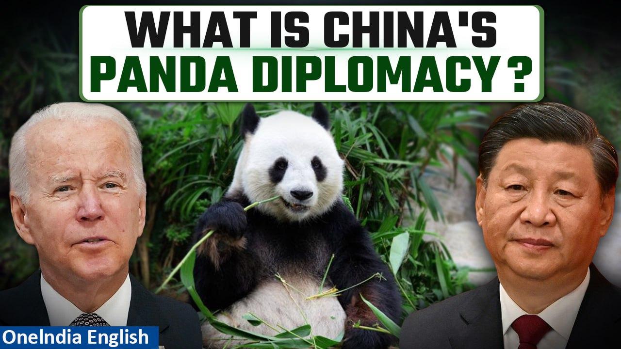 US-China panda diplomacy: Beijing announces plans to send pandas to San Diego Zoo | Oneindia News