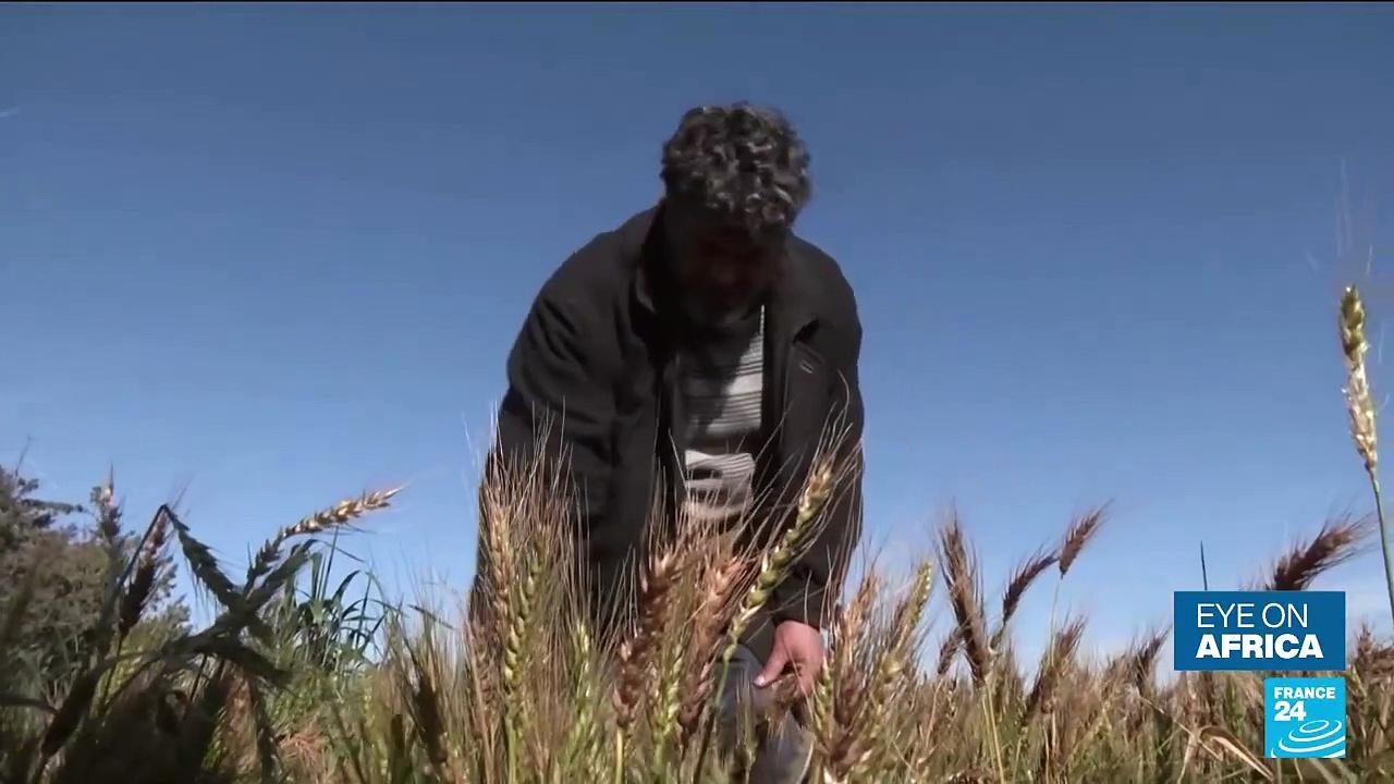 Tunisia farmer turns to old wheat varieties as climate change bites