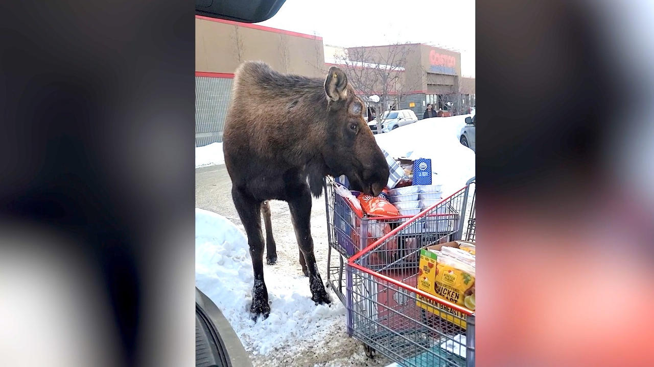 Must See! Costco Shopper Has Close Encounter With a Hungry Moose