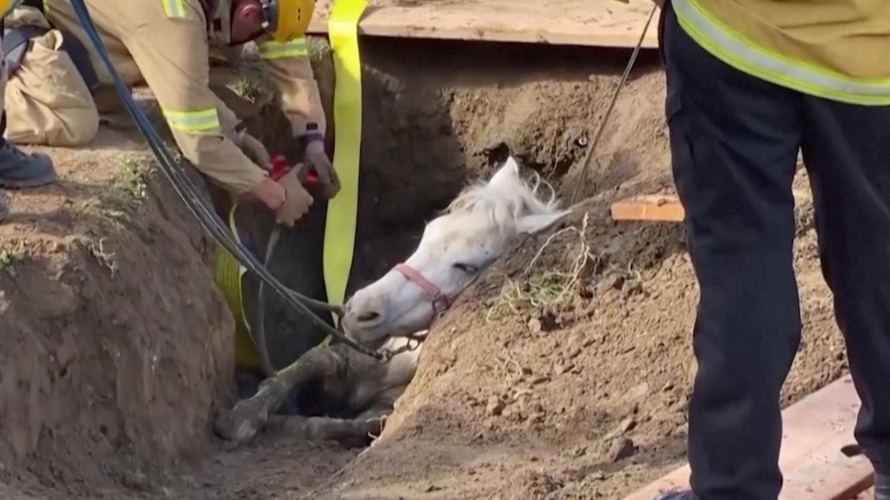 Los Angeles Firefighters Rescue Horse From Sinkhole