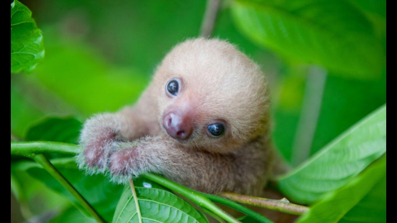 Baby Sloths Being Adorable - Funny Compilation