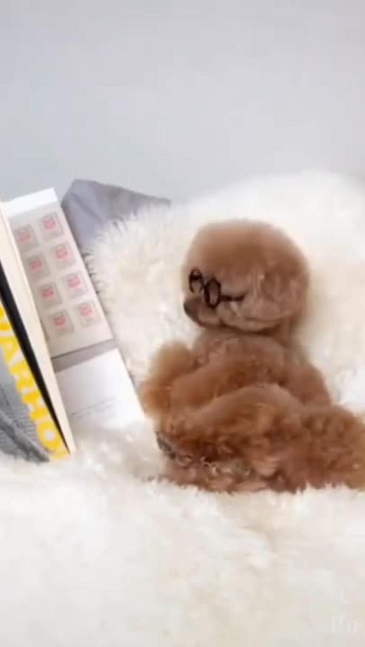Funny Dog Videos - One News Page VIDEO