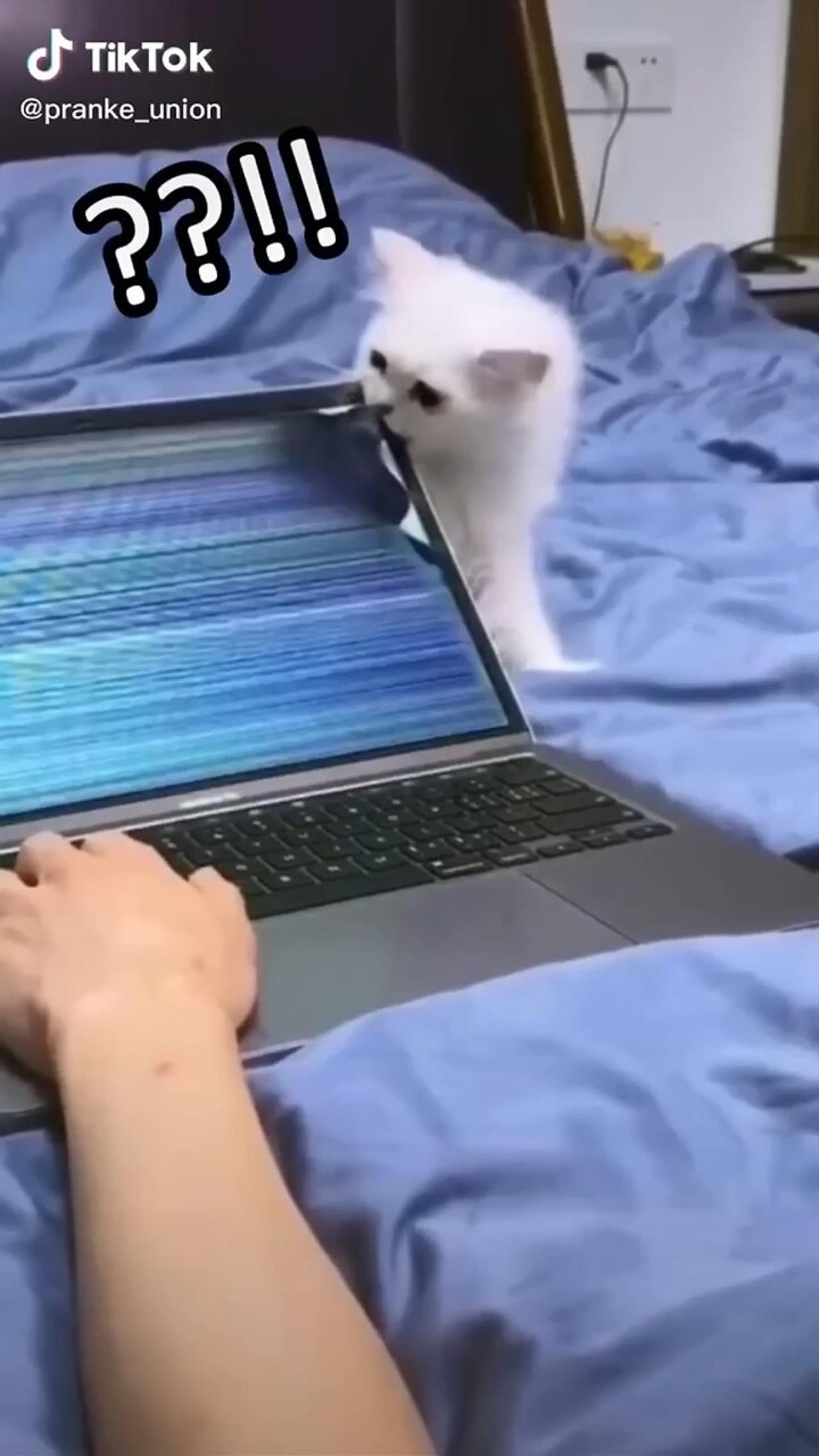 🤣🤣funny cat moments!!🤣🤣