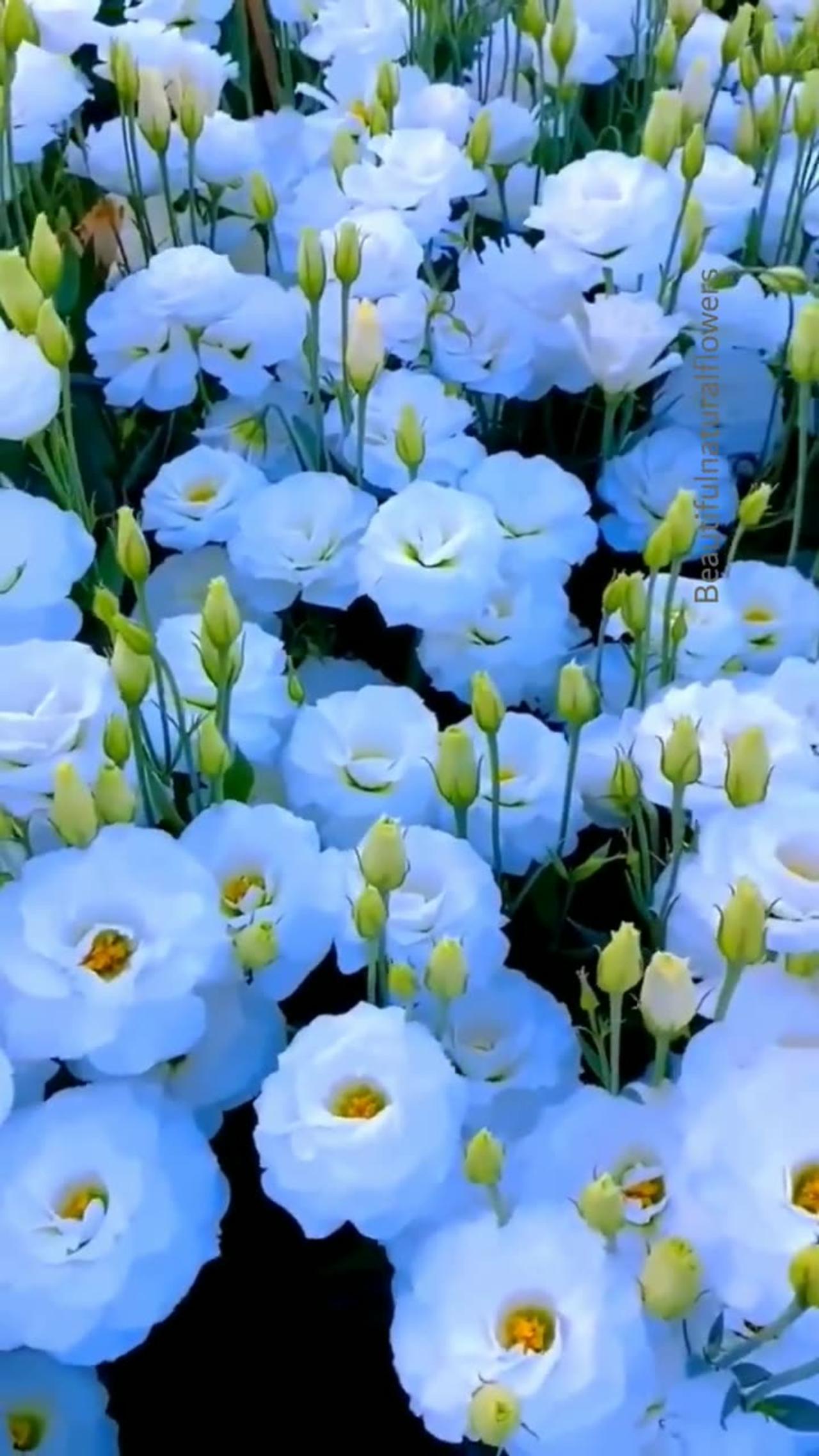 Beautiful costuma bouquet flower | beautiful flower garden