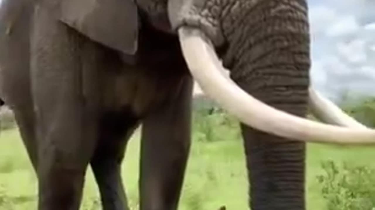 Elephant pretends to eat her hat but gives it back