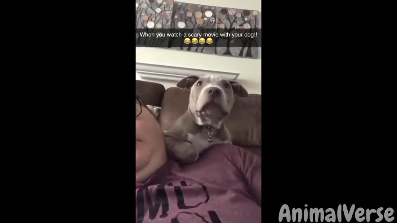 🐾Hilarious Try Not To Laugh with Dogs and Cats😂🐶🐱