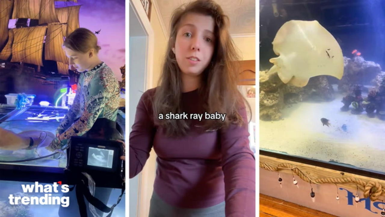 Behind TikTok’s Obsession with a Pregnant Stingray