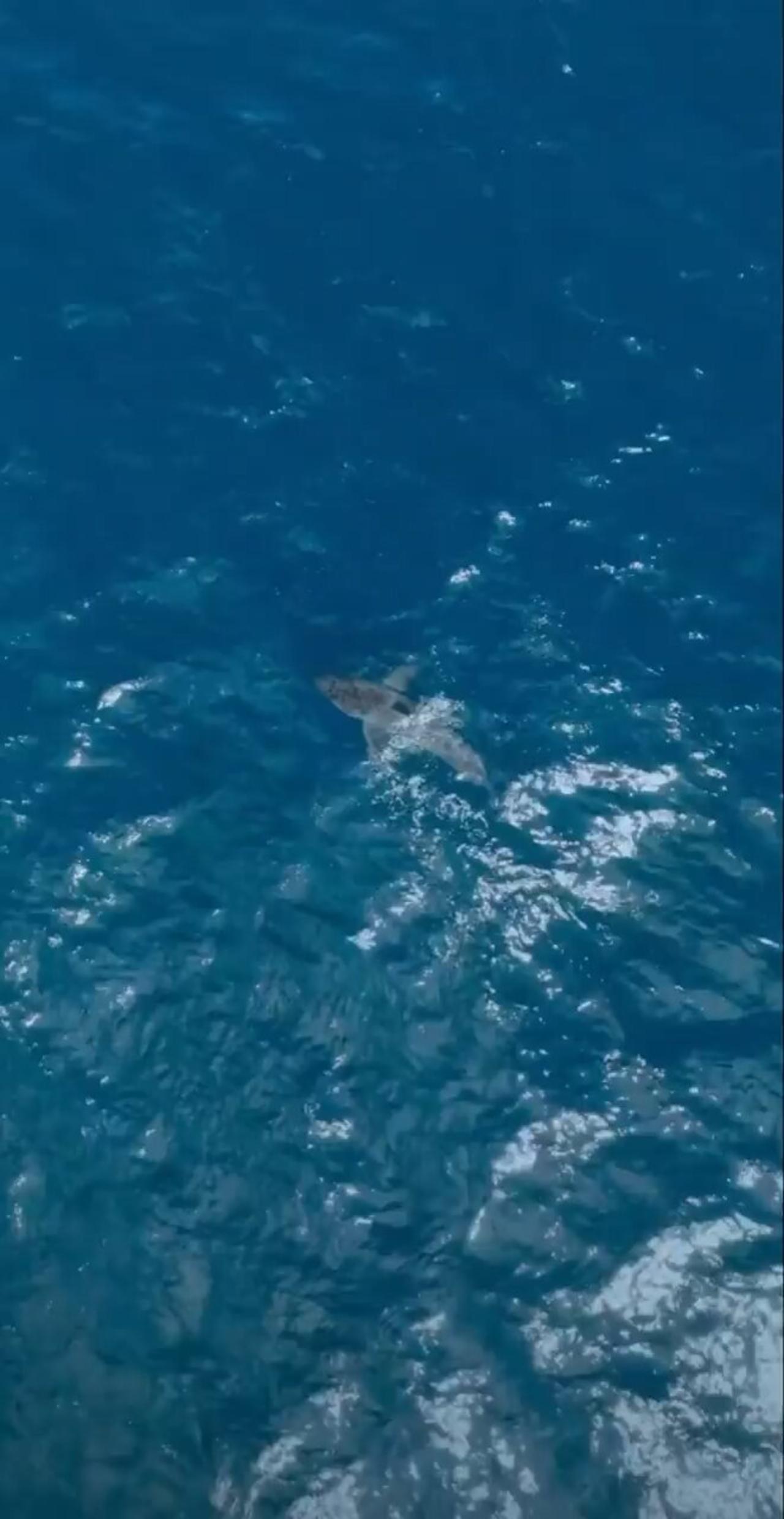 Great White shark finds out who's King of the Ocean.