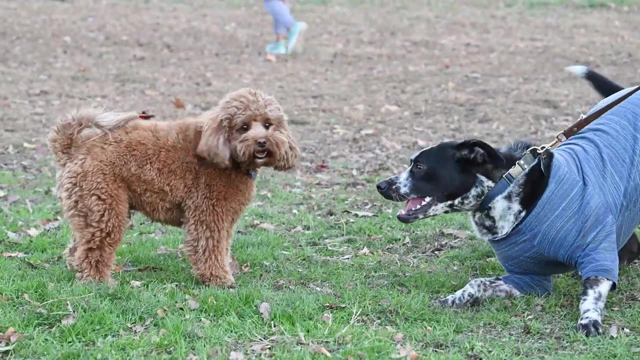 "LiTTLe PuP Boss: A Funny Dog Park Video"