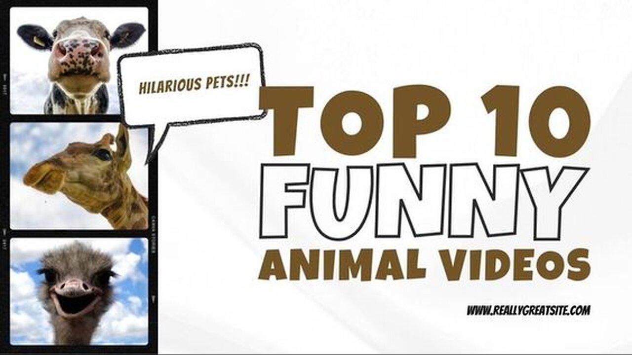 Animal Funny Video 2024