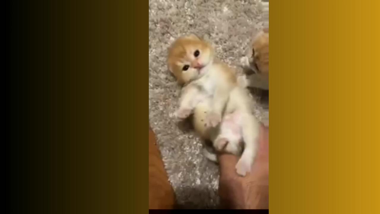 Funny cats and dogs videos one news page video