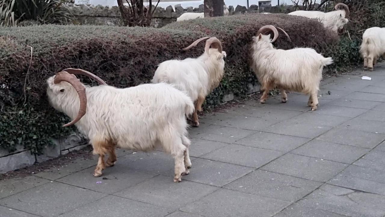 Kashmiri Goats In Great Britain