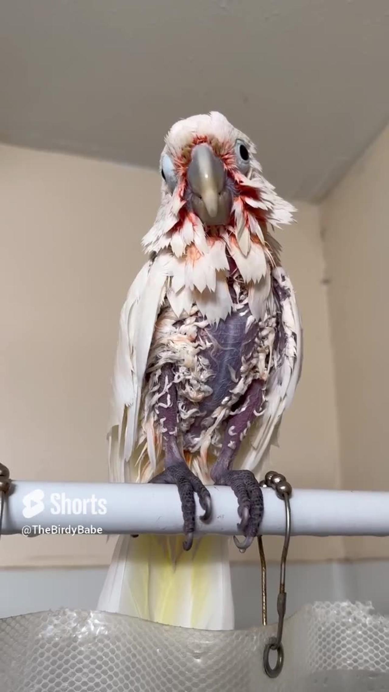 Boo's Post-Shower Glow: A Goffins Cockatoo's Bath Time Bliss 🚿🦜 | #Shorts