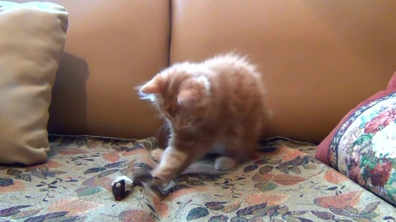 Kitten playing with mouse