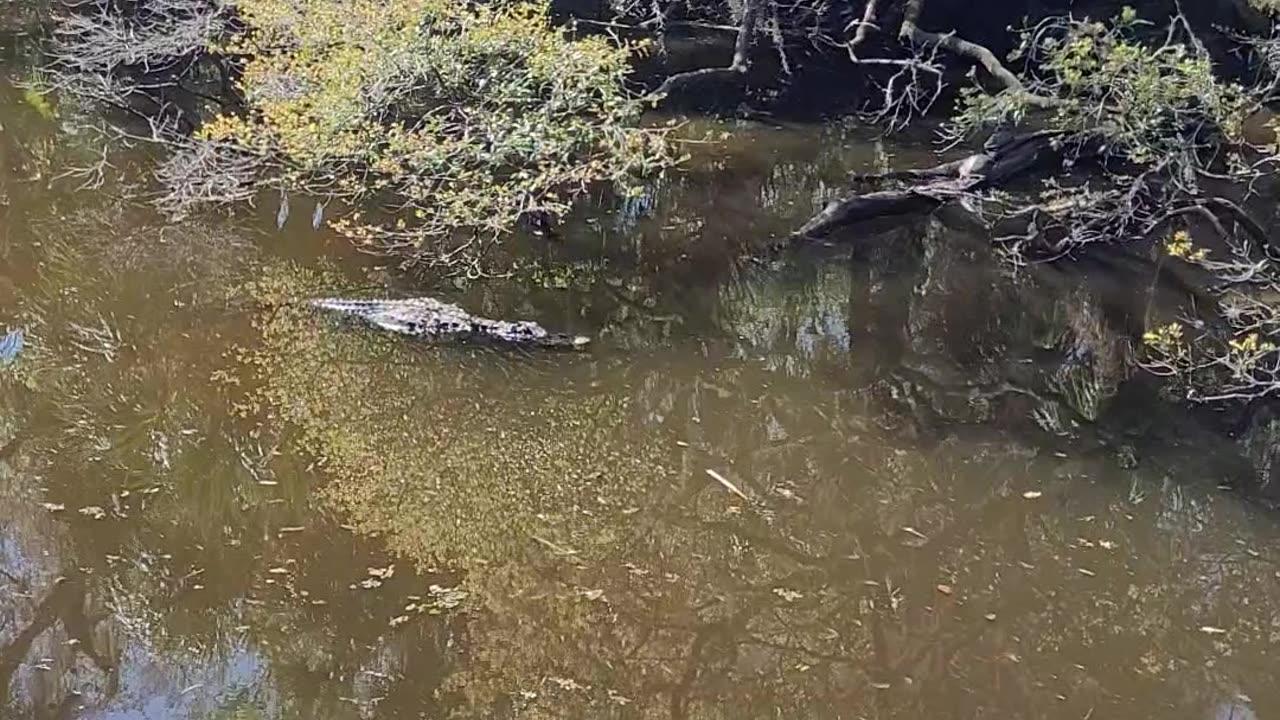 Wild alligators