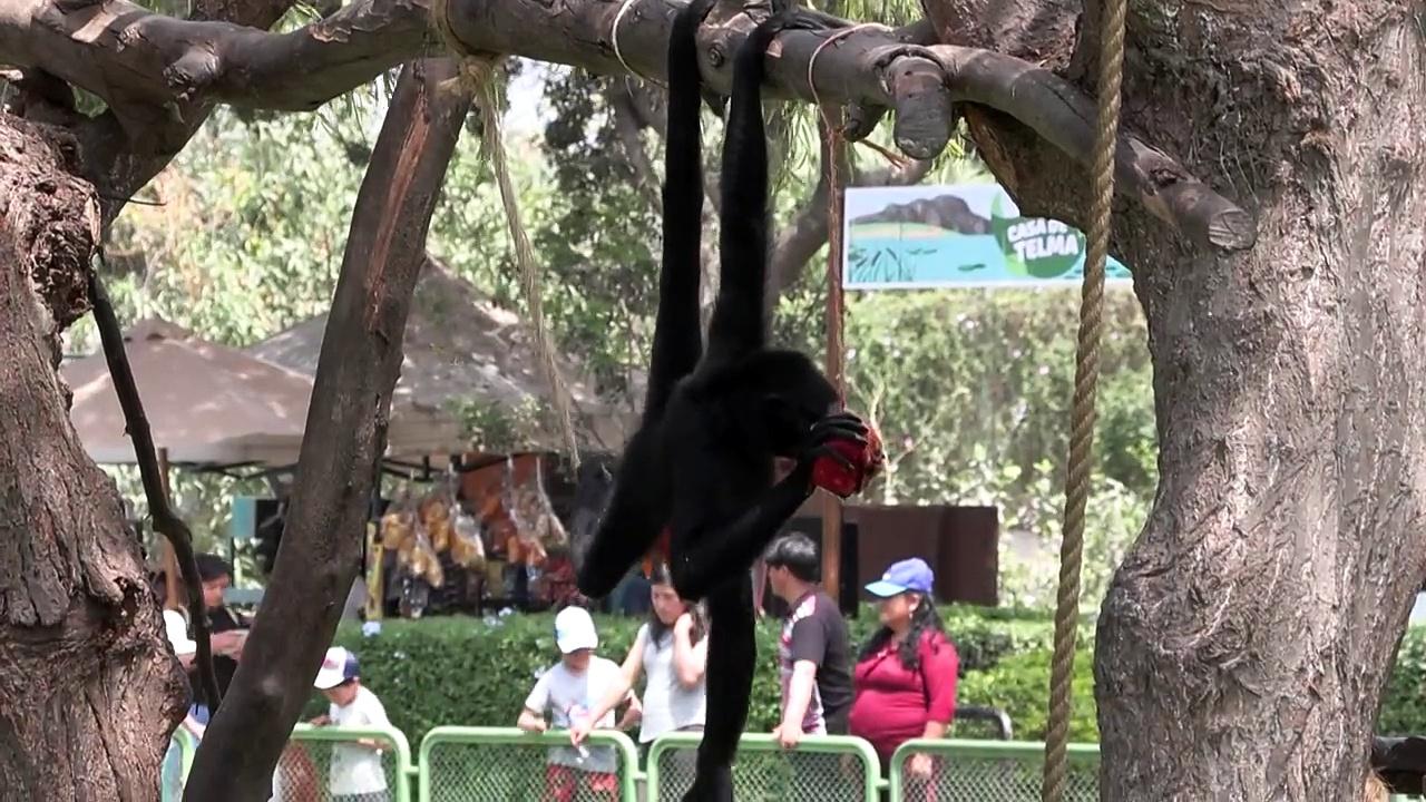 Lima zoo animals eat frozen fruit amidst heat wave