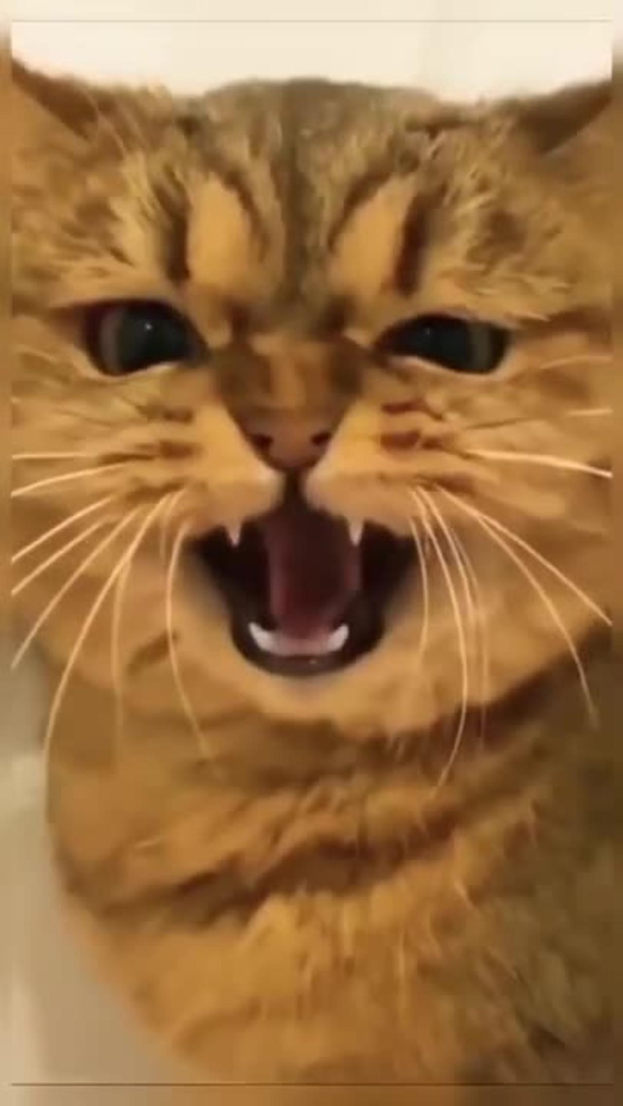 Funny cat videos | cute animals | funny cats