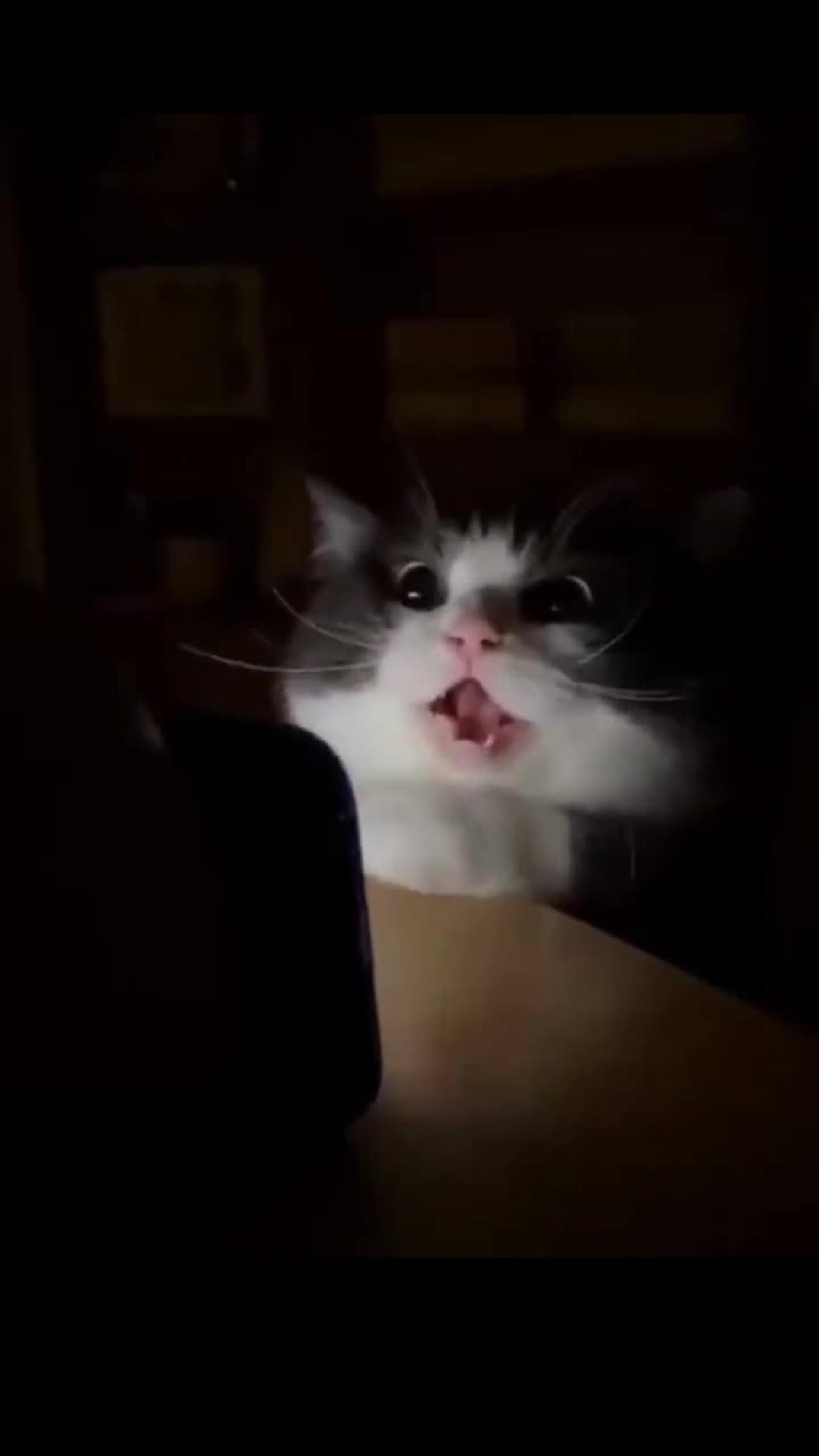 😂🤣😂 Cute cat funny video! 😍 Cat videos! ❤️