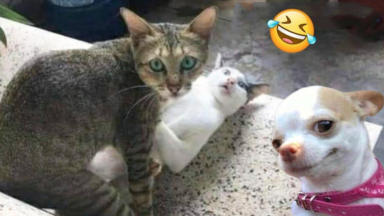 Funniest Cats And Dogs Videos 😁 - Best Funny Animal Videos 2024 🥰