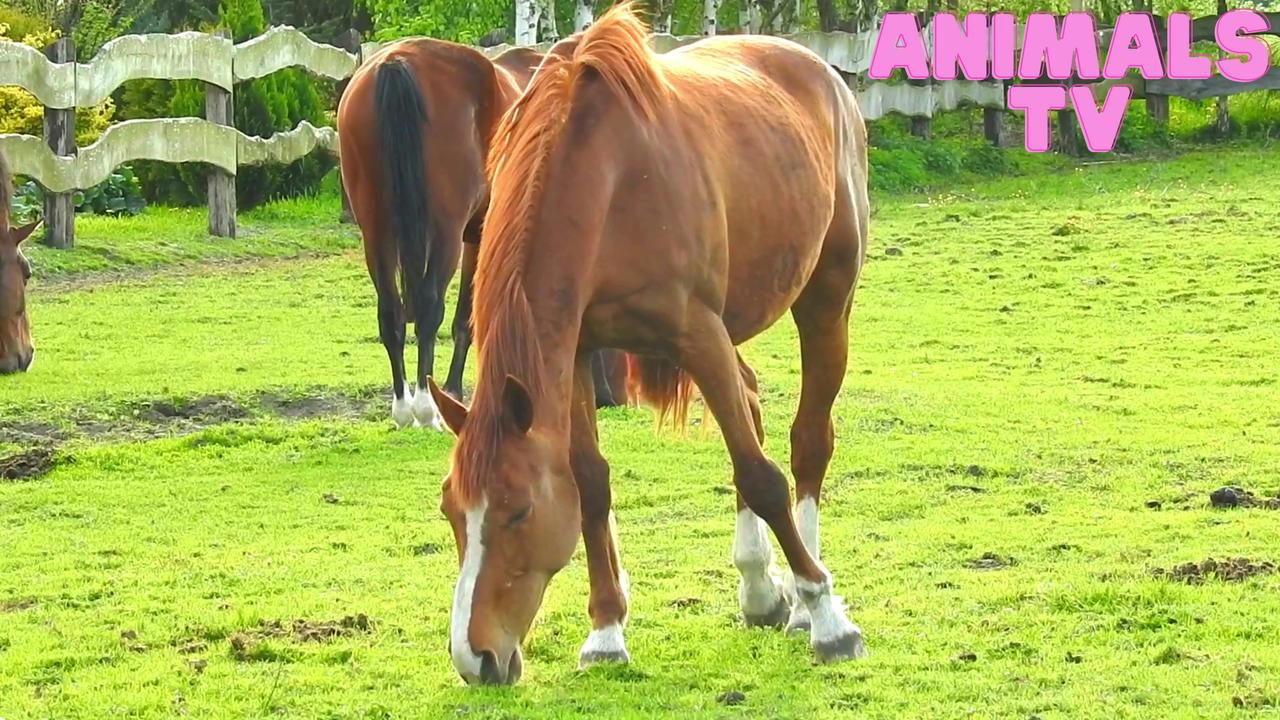 Thoroughbred horse mare on pasture. Farm animal