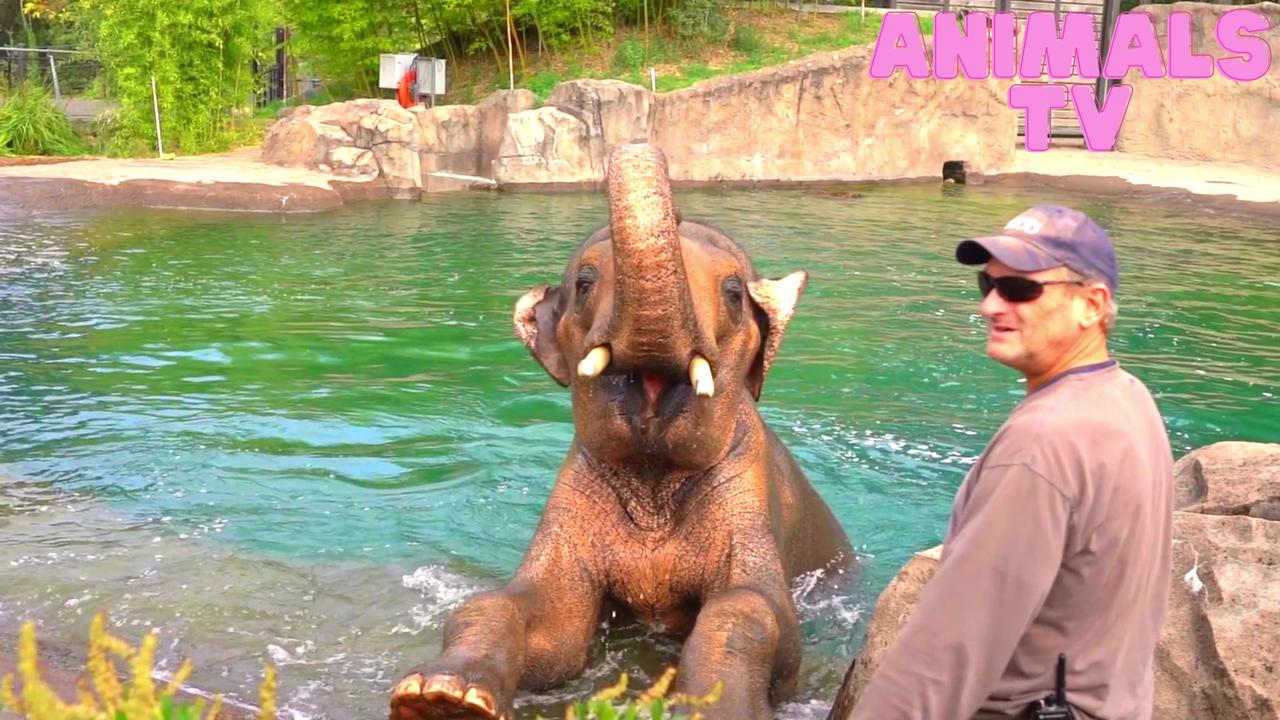 Asian elephant is enjoying bathing.