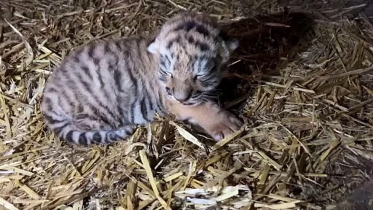 Rare baby Siberian tiger born at Copenhagen Zoo