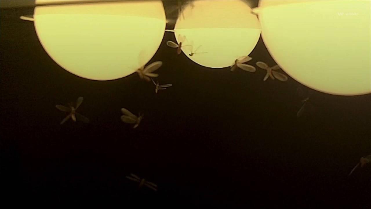 The Reason Why Insects Are Attracted to Artificial Light