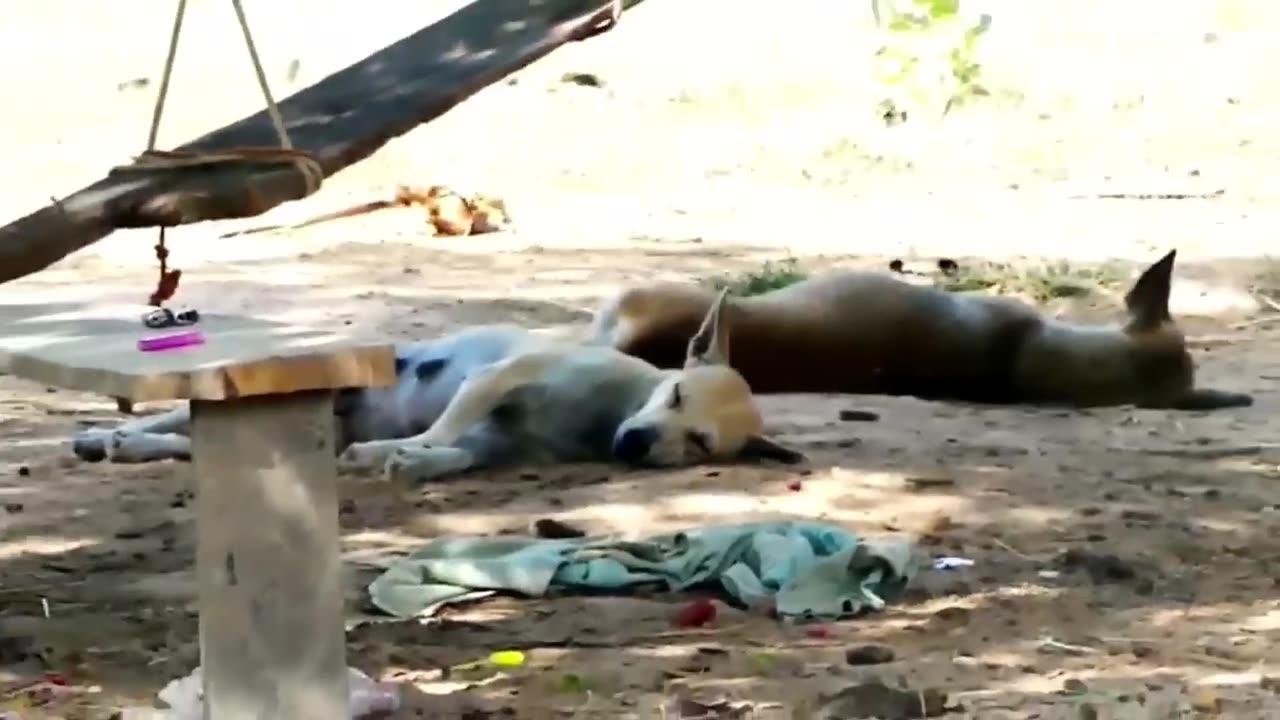 Troll prank Dog video @ Fake Lion and Fake Tigar prank To Dog @ huge box prank To Dog 🤣🤣