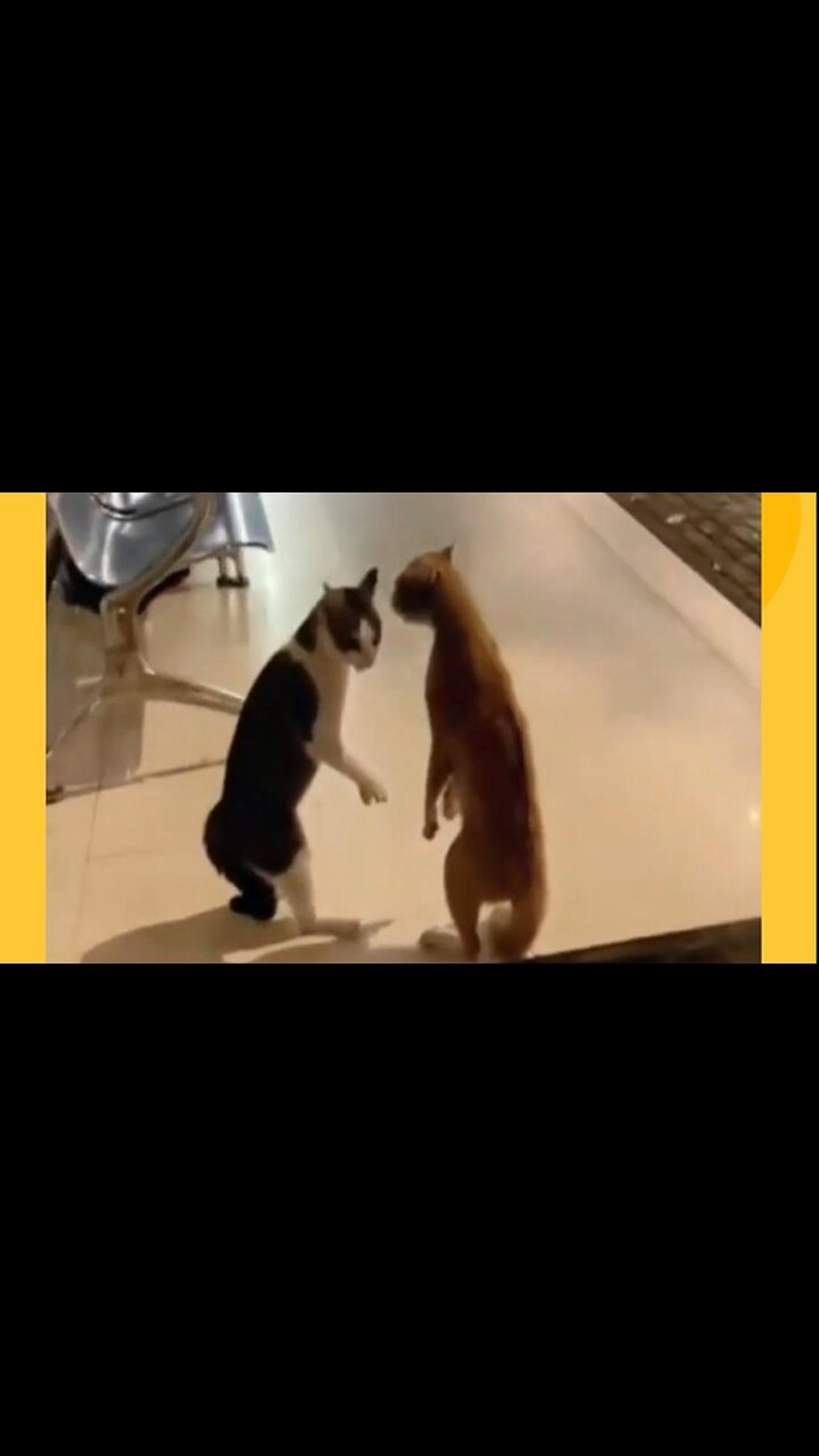 Funny cat videos 😂