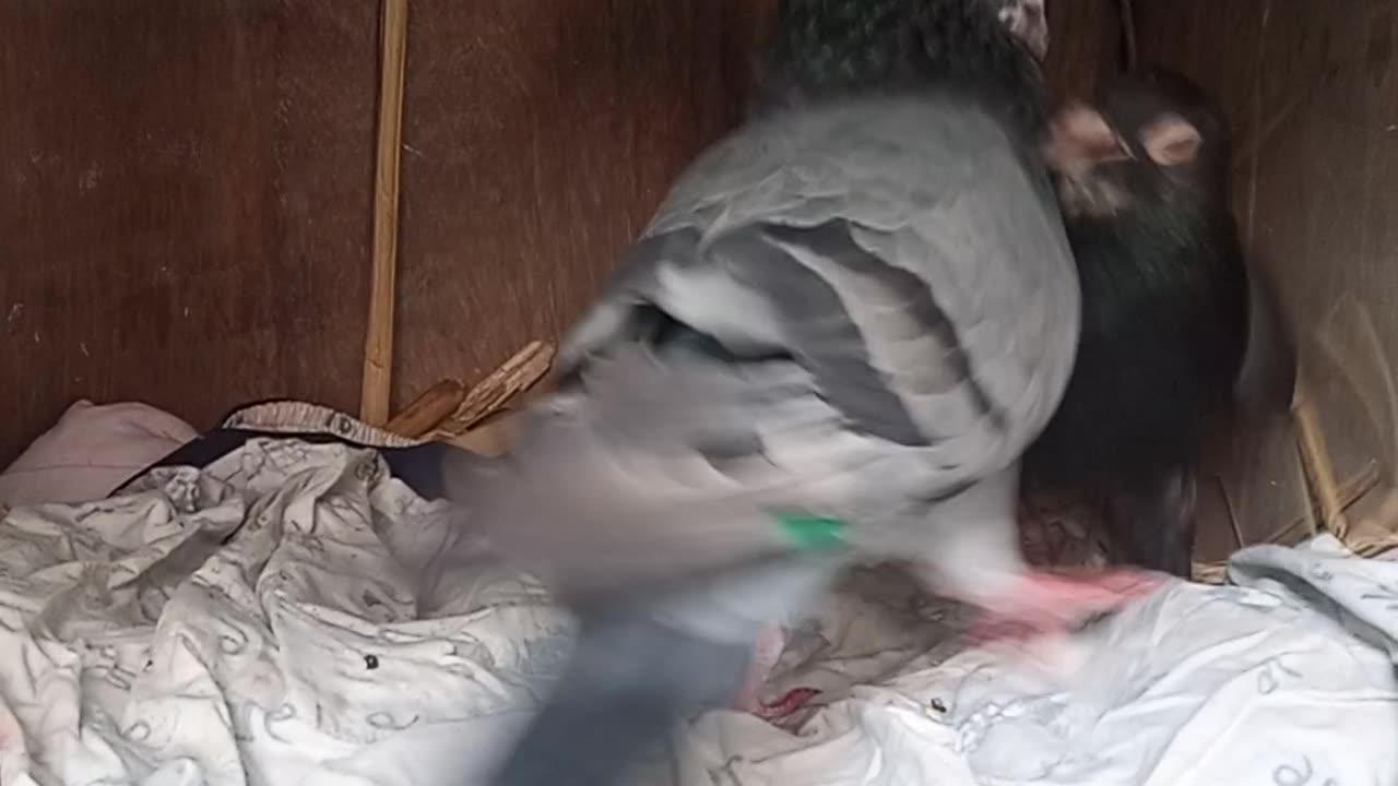 Best pigeon 📸