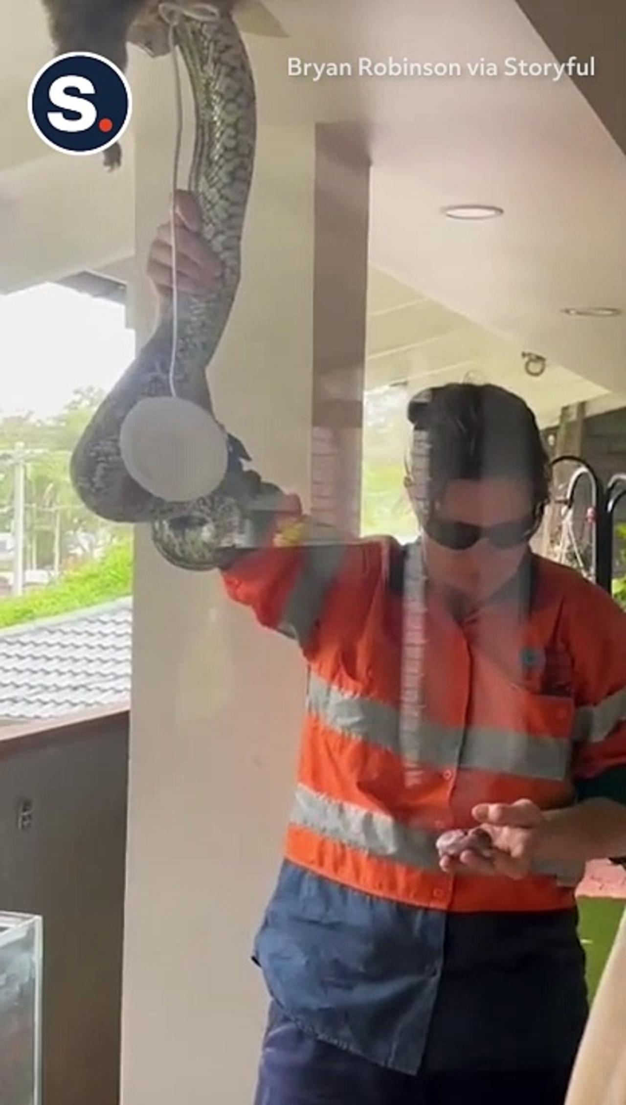 Snake Catcher Removes Python From Ceiling Mid-Meal