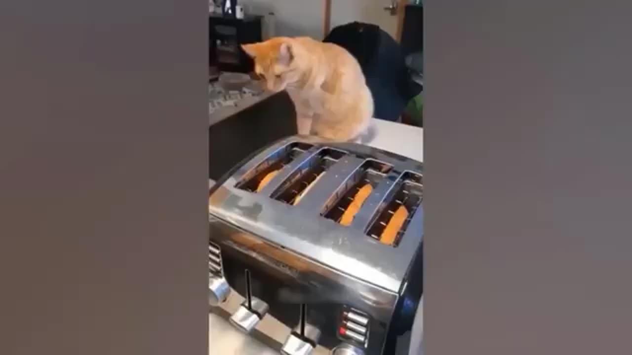 Funny Cat and Dog Videos from TikTok