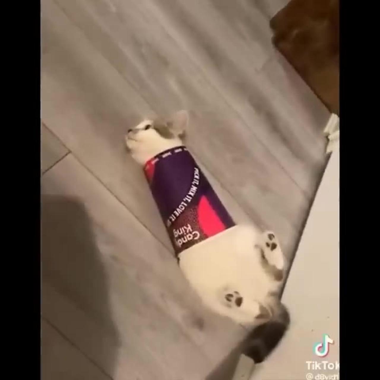 The Best Funny Cat Videos of All Time!🤣🤣