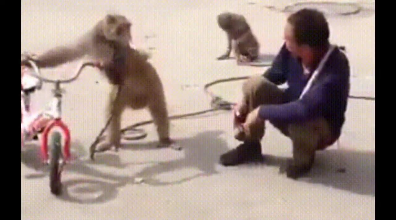 Funniest Monkey - cute and funny monkey videos
