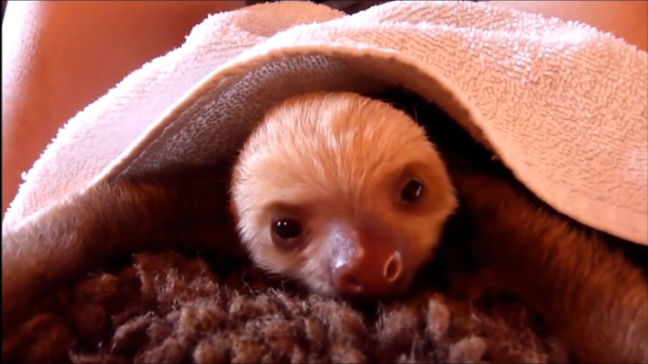 Compilation of Adorable Baby Sloths Being Their Playful and Cute Selves!