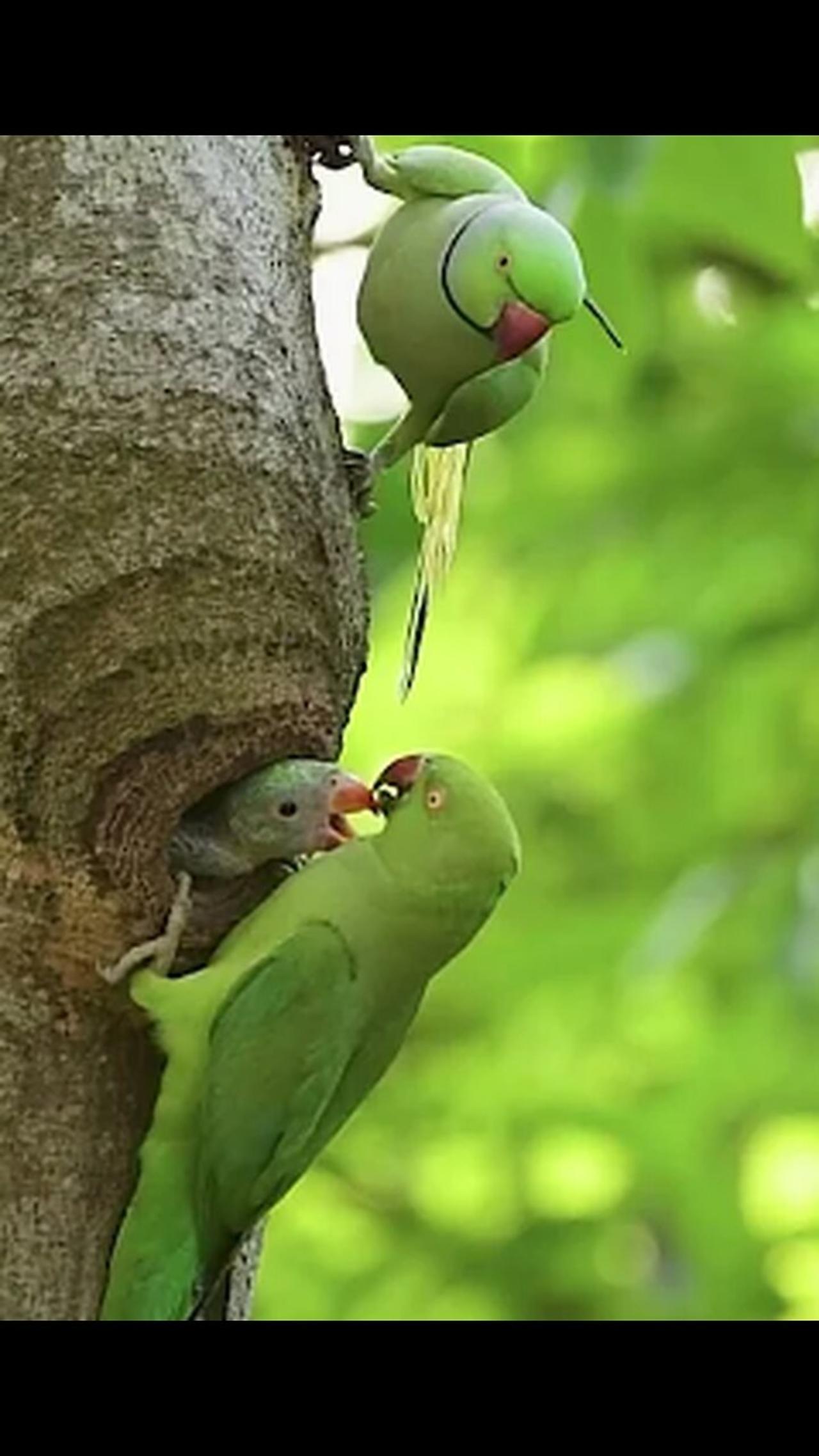 Rose Ring Parakeet - Parrot Bird - Parakeet ,wildlife,