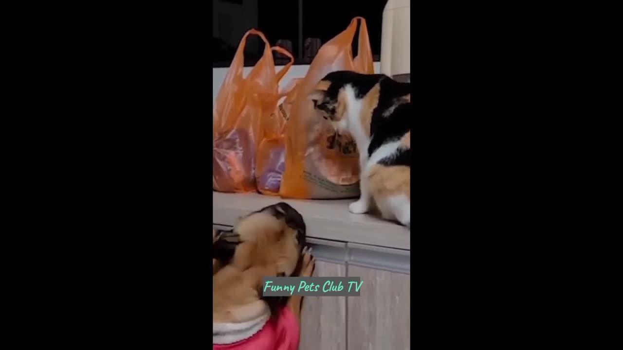 Funniest Cats and Dogs Videos (29)