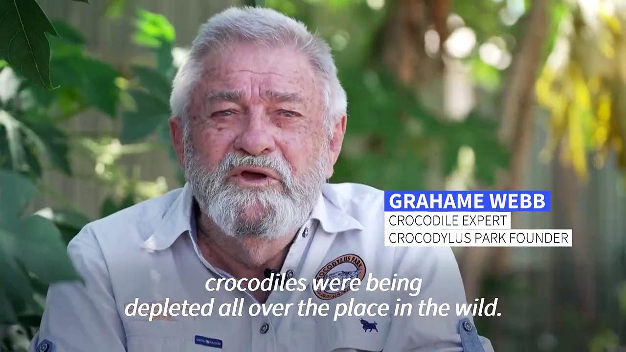From the brink of extinction to Australia's croc 'paradise'