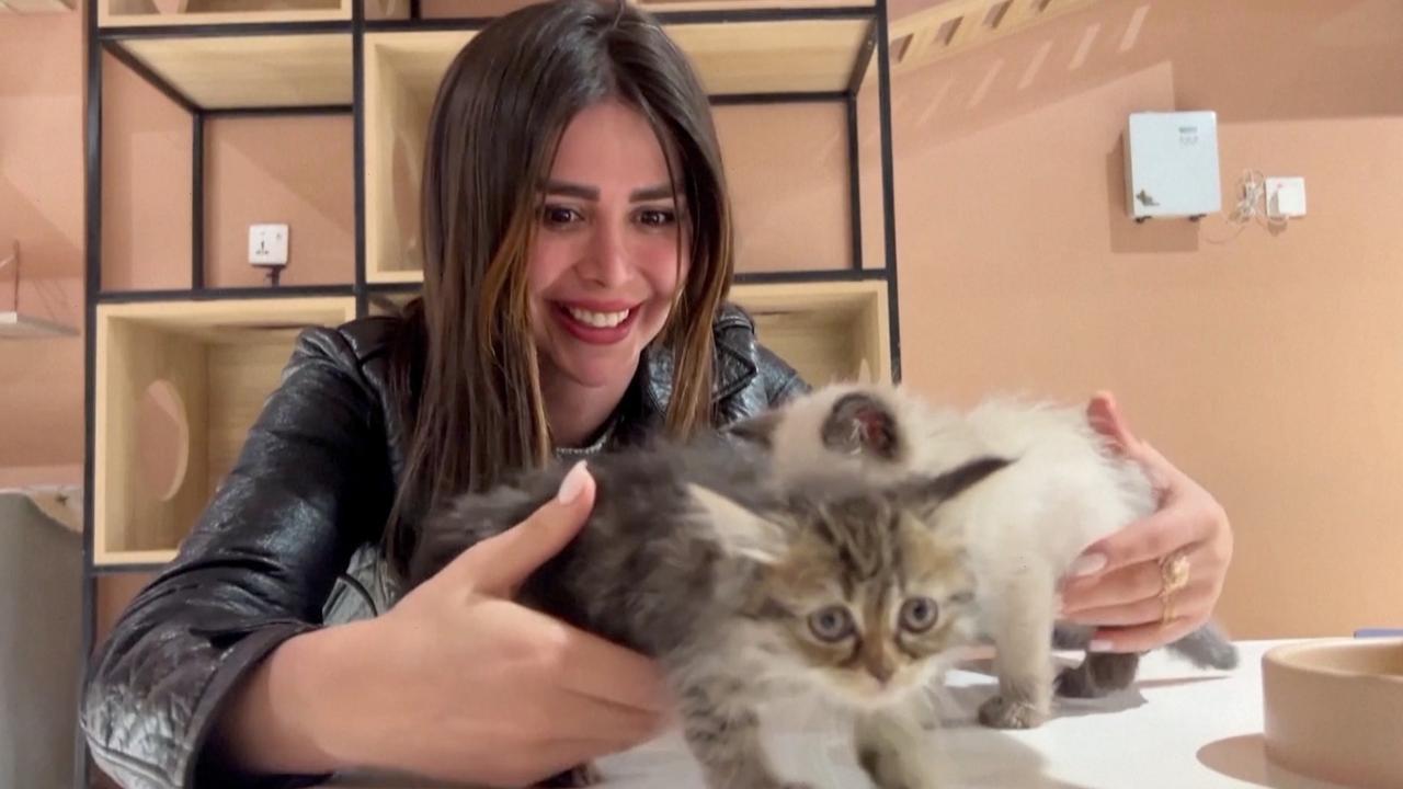 People Sip Coffee and Play with Cats in This Iraq Coffee Shop