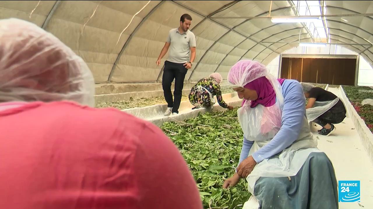 In Tunisia, a young entrepreneur revives ancient silkworms culture